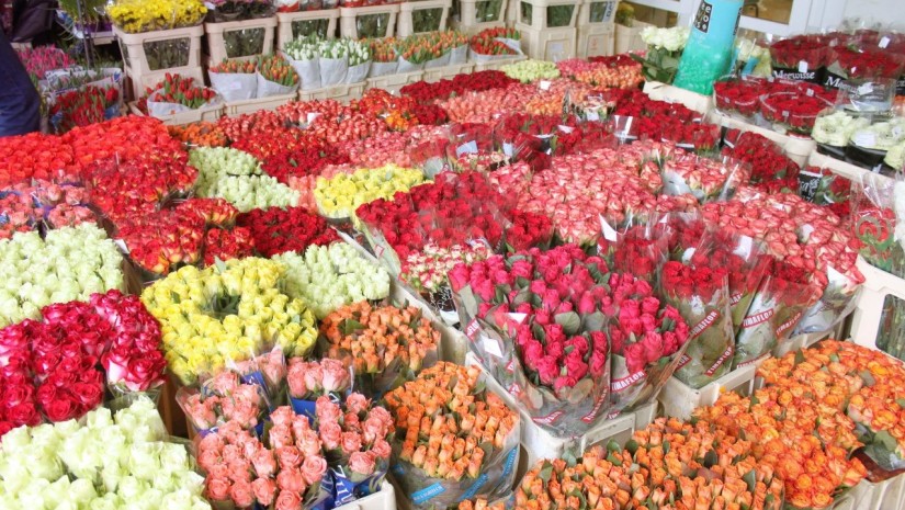 flowers_w_h