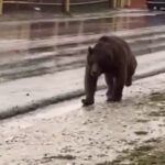 В Чечне медведя застрелили