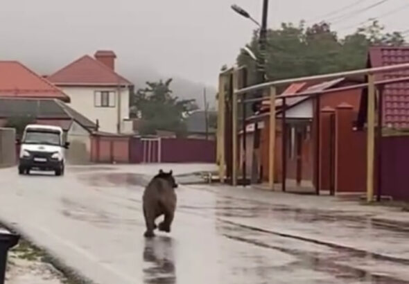медведя в Чечне