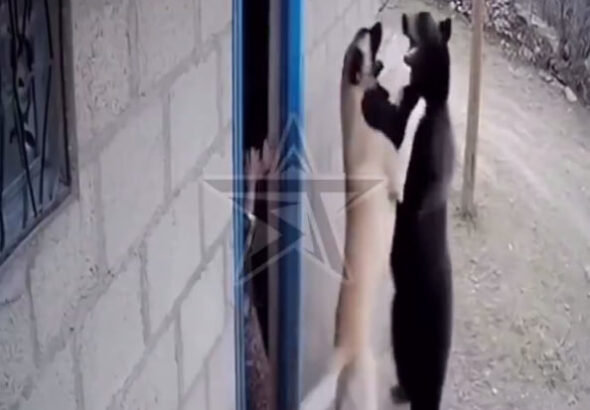 кангал прогнал медведя