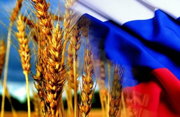 пшеницы у России