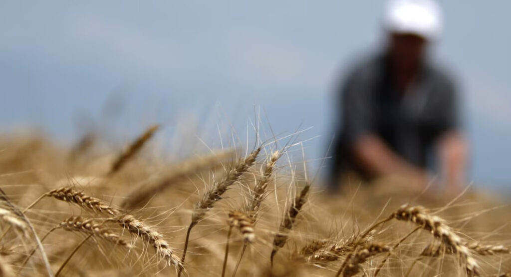 традиции грузинской пшеницы