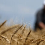 традиции грузинской пшеницы