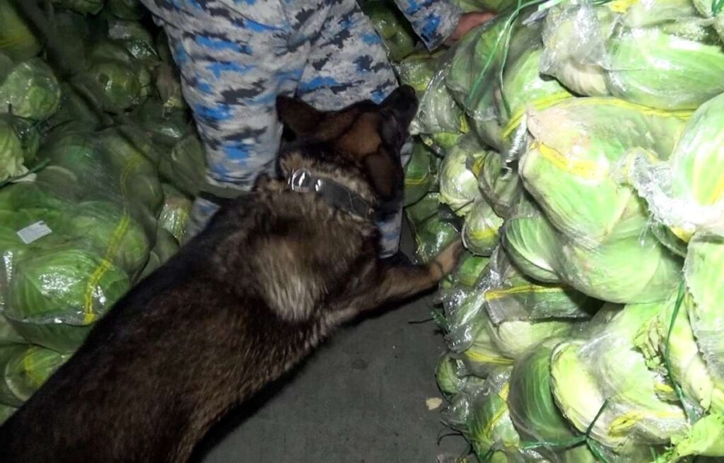 спрятанную в капусте