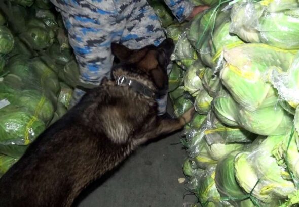 спрятанную в капусте