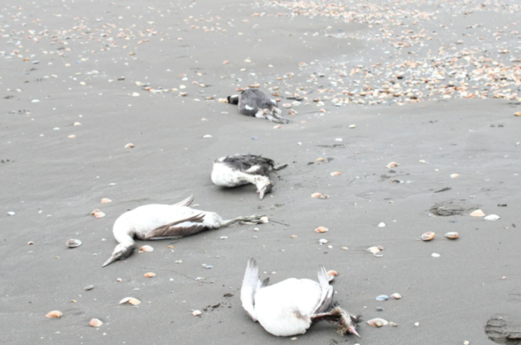 Тысячи мёртвых птиц обнаружены на берегу Каспийского моря в Азербайджане