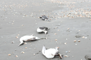 Тысячи мёртвых птиц обнаружены на берегу Каспийского моря в Азербайджане