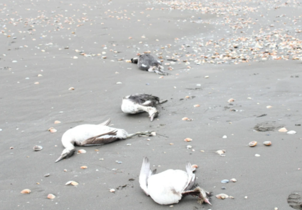 Тысячи мёртвых птиц обнаружены на берегу Каспийского моря в Азербайджане